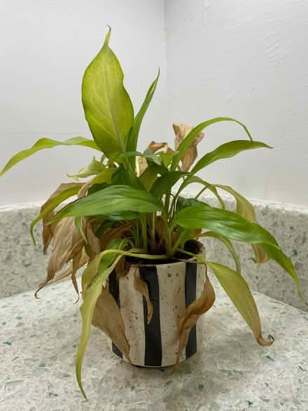 Photo of free Small peace lily (Dursley GL11) #1