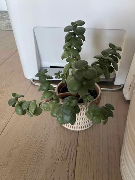 Photo of free Clear out items (Greenwich SE10) #3