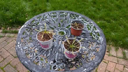 Photo of free Carnivorous plants - Sundews (Hill Head, PO14 2) #1