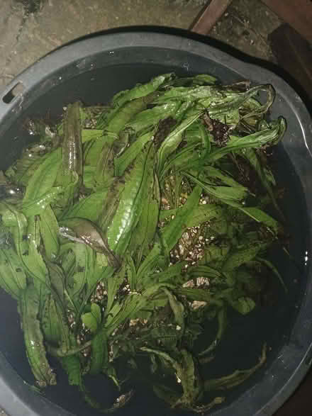 Photo of free Fish Tank Weed (Havant PO9) #2
