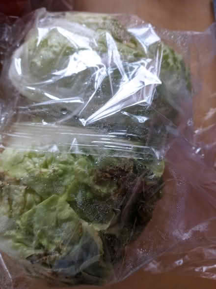 Photo of free Little Gem lettuce (Erdington B24) #2