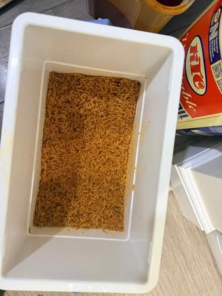 Photo of free Jollof rice and Fried rice (Bd4) #1