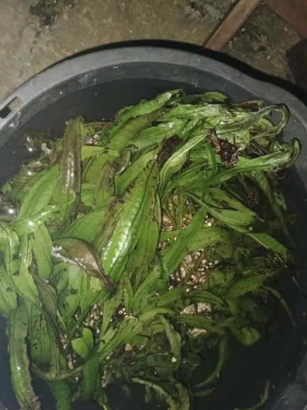 Photo of free Fish Tank Weed (Havant PO9) #1