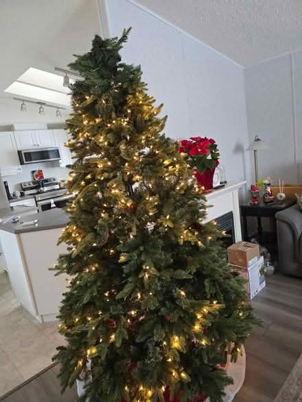 Photo of free Christmas 🎄 Tree (Emerald Hills area) #4