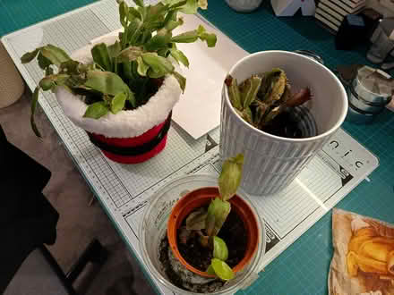 Photo of free 3 catus plants (LU1. Caddington) #1