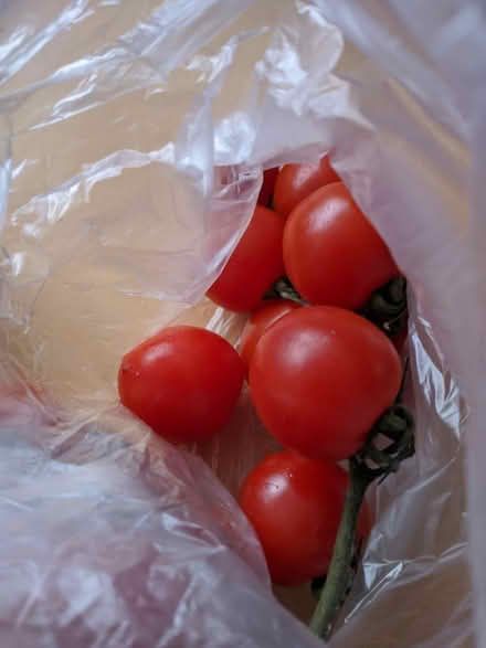 Photo of free Tomatoes (Erdington B24) #2