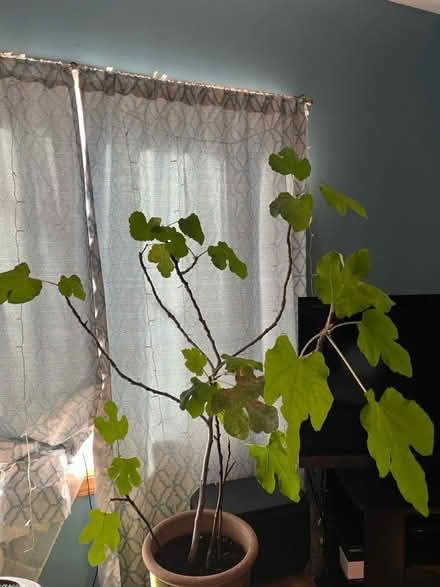 Photo of free Large fig plant (Somerville, Spring Hill) #1