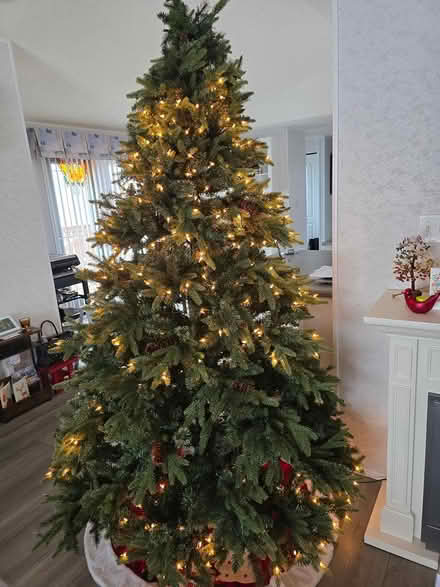 Photo of free Christmas 🎄 Tree (Emerald Hills area) #3