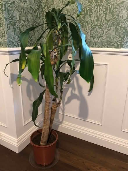 Photo of free Large Dracaena Corn Plant (Purley, CR8) #1
