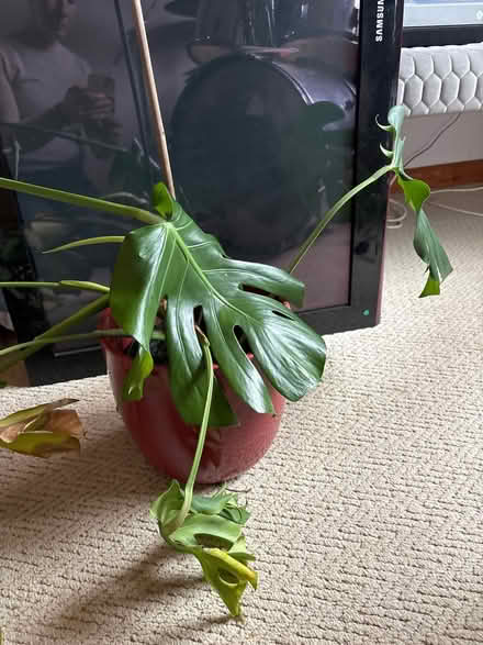 Photo of free Swiss cheese plants (Shotesham) #1