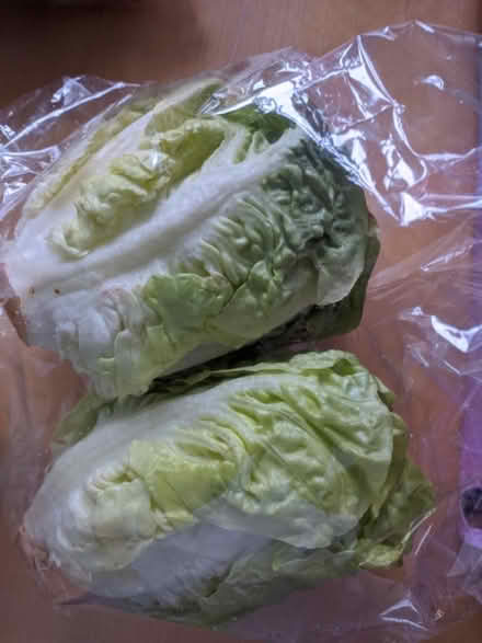 Photo of free Little Gem lettuce (Erdington B24) #1