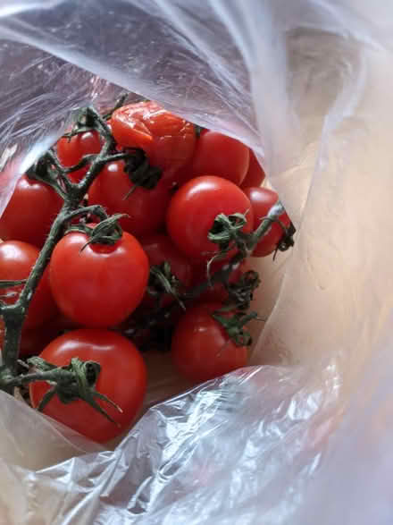 Photo of free Tomatoes (Erdington B24) #3