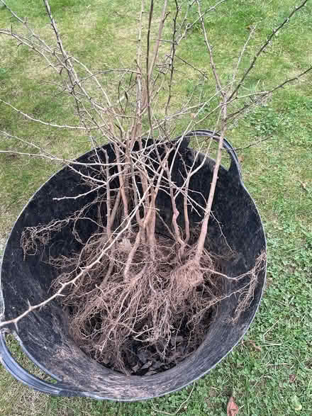Photo of free 12 bare root hedging plants (EX11) #1