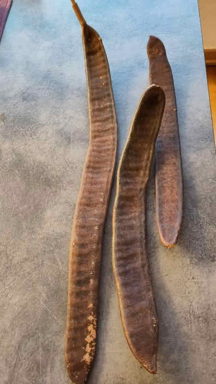 Photo of free 3 x "musical" seed pods (Claverton) #1