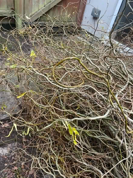 Photo of free Corkscrew willow branches (Pennhill BH14) #1