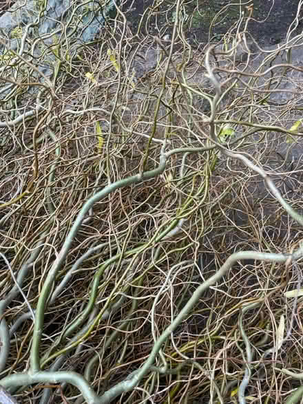 Photo of free Corkscrew willow branches (Pennhill BH14) #3