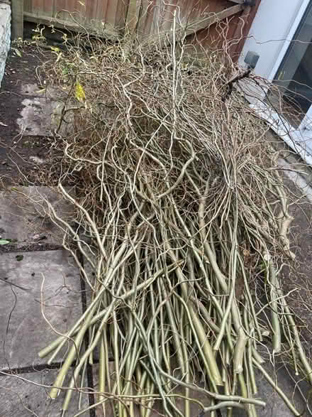 Photo of free Corkscrew willow branches (Pennhill BH14) #2