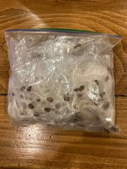 Photo of free Native milkweed (Havertown) #1