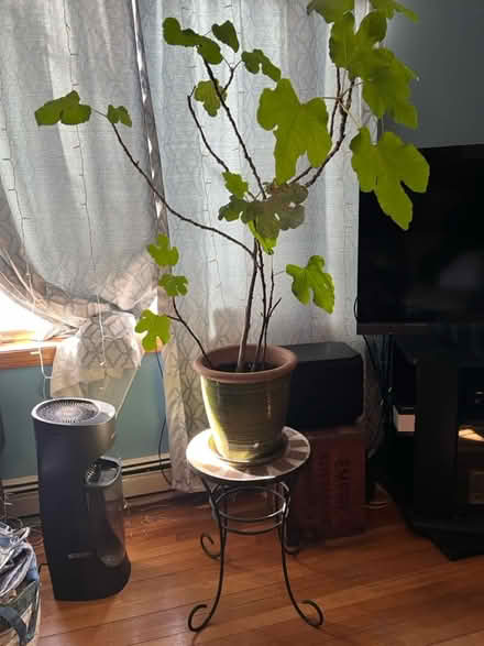 Photo of free Large fig plant (Somerville, Spring Hill) #2