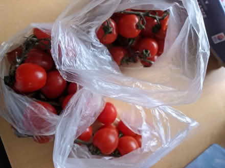 Photo of free Tomatoes (Erdington B24) #1