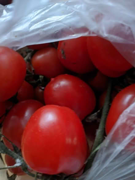 Photo of free Tomatoes (Erdington B24) #4