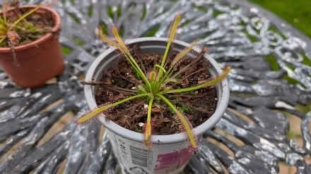Photo of free 2x Carnivorous (Sundew) plants (Hill Head, PO14 2) #1
