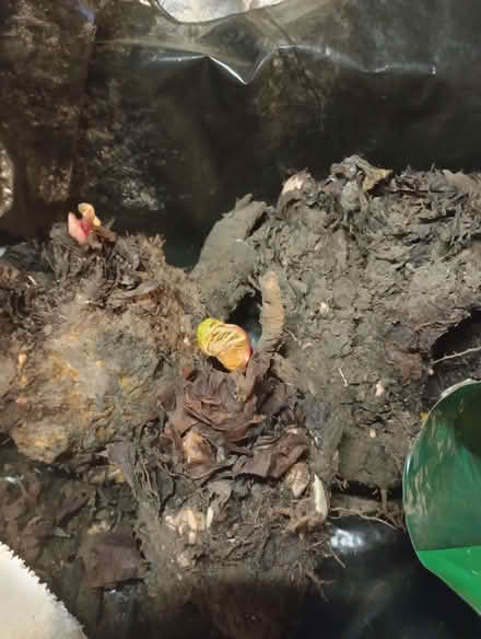 Photo of free Rhubarb crowns (Lower Earley RG6) #1
