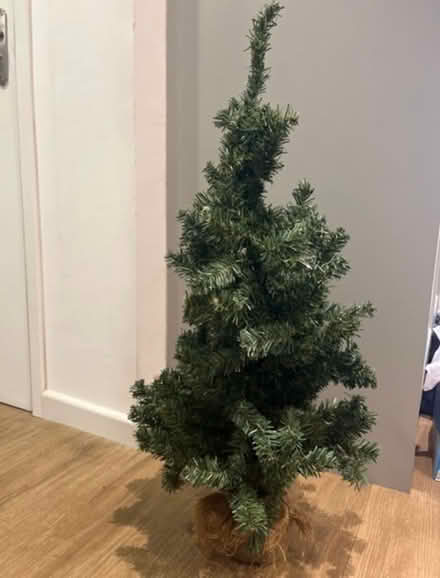 Photo of free Xmas tree small (Fulbourn) #1