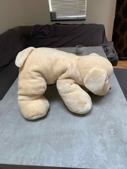 Photo of free Teddy Labrador (SK7 Stockport) #2