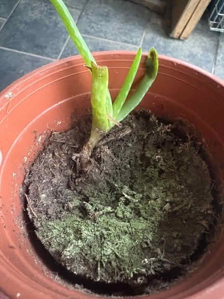 Photo of free Aloe Vera (Rubery B45) #1
