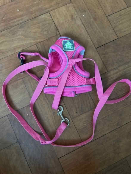 Photo of free Cat / dog harness XS (Trumpington Ward CB2) #1