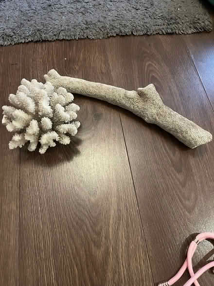 Photo of free Old piece of coral (lemington NE15) #1