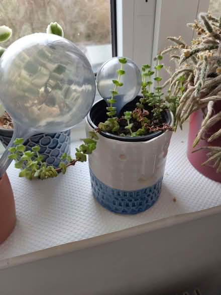 Photo of free Houseplants (Leeds LS13) #4