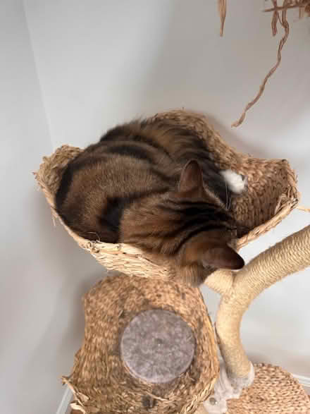 Photo of free Cat Tree - 6ft (Newington Green, Islington) #4