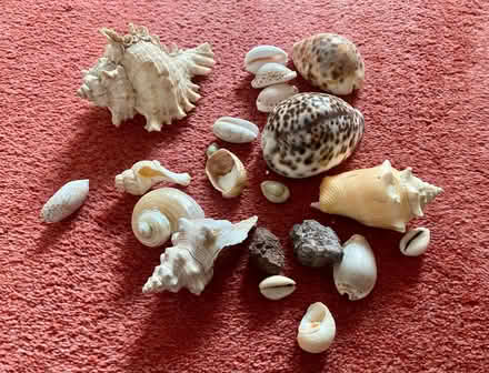Photo of free A bag of sea shells (Eastbourne BN21) #1
