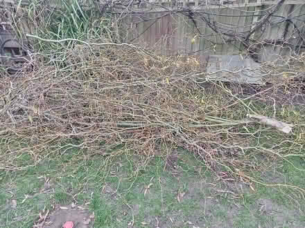 Photo of free Twisted willow tree cuttings (Lower Morden SM4) #2