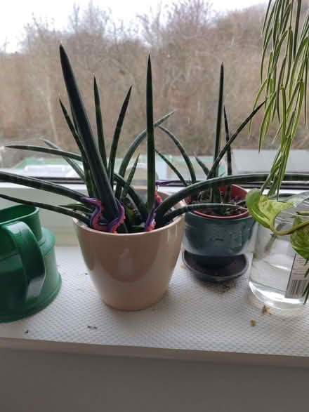 Photo of free Houseplants (Leeds LS13) #3