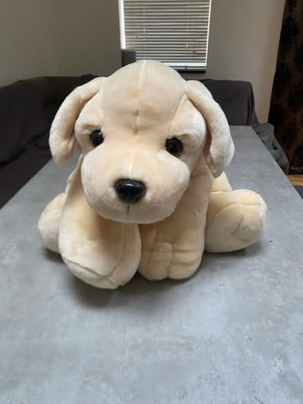 Photo of free Teddy Labrador (SK7 Stockport) #1