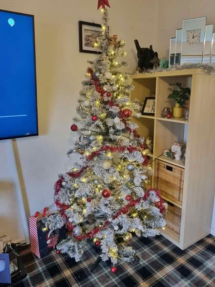 Photo of free Xmas tree (Halifax) #2