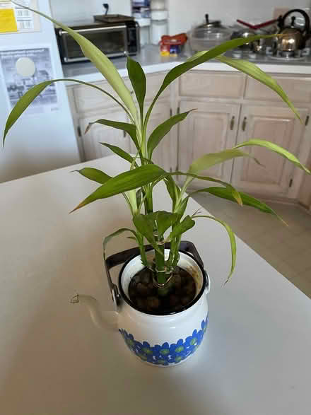 Photo of free Bamboo plant in pot (West Plano) #1