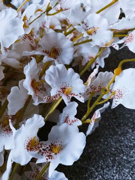 Photo of free Fake flowers (orchids) (Bellahouston G51) #4