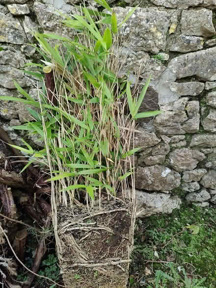 Photo of free Outdoor bamboo plant (Bruff) #1