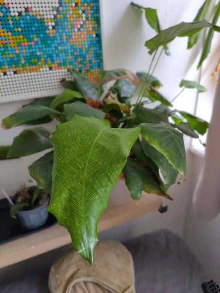 Photo of free Houseplants (Leeds LS13) #2