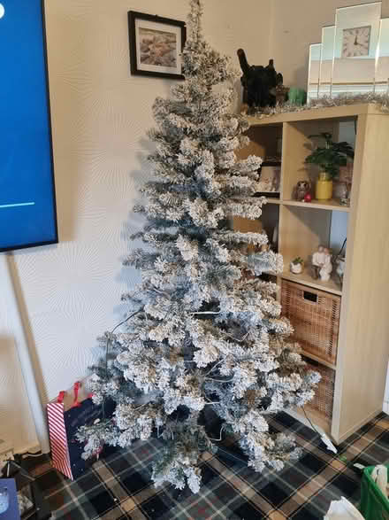 Photo of free Xmas tree (Halifax) #1