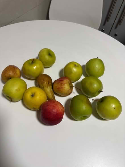 Photo of free Apples (Slough SL1) #1