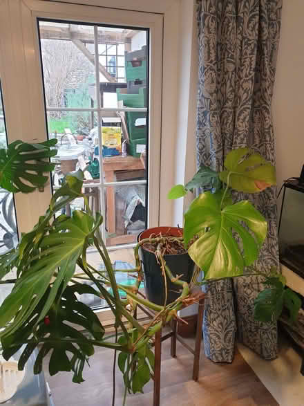 Photo of free Cheese plants (2) (Stroud GL5) #2