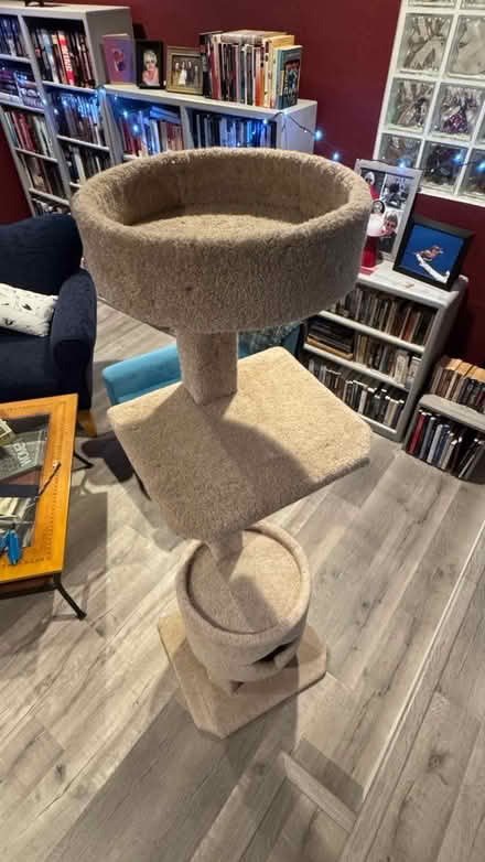 Photo of free Cat play post #3 (Near monument Blvd, Concord) #1