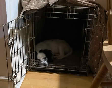 Photo of free 2 dog crates, small, normal and car boot angled (Greaves LA1) #1