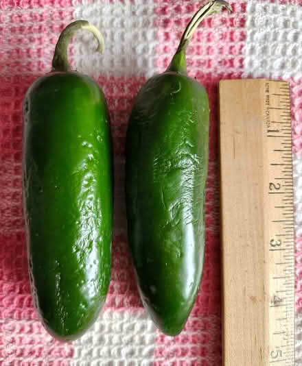 Photo of free Large Jalapeños (Wellington Village) #1