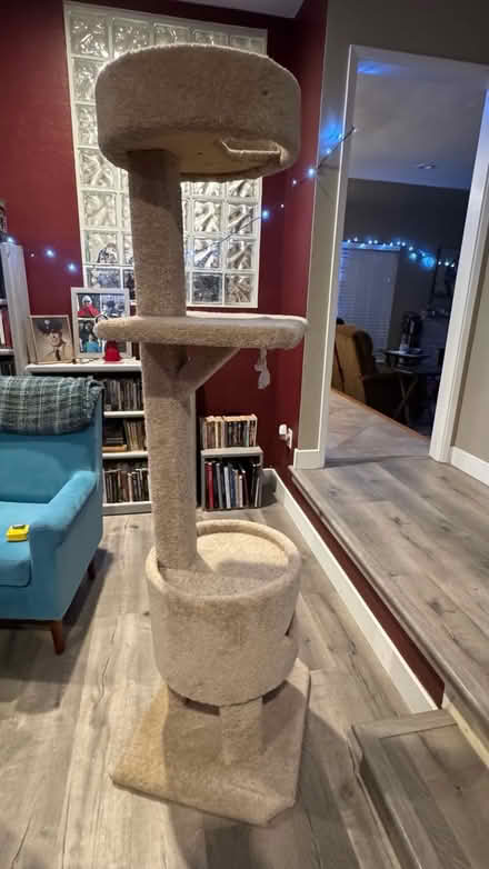 Photo of free Cat play post #3 (Near monument Blvd, Concord) #2